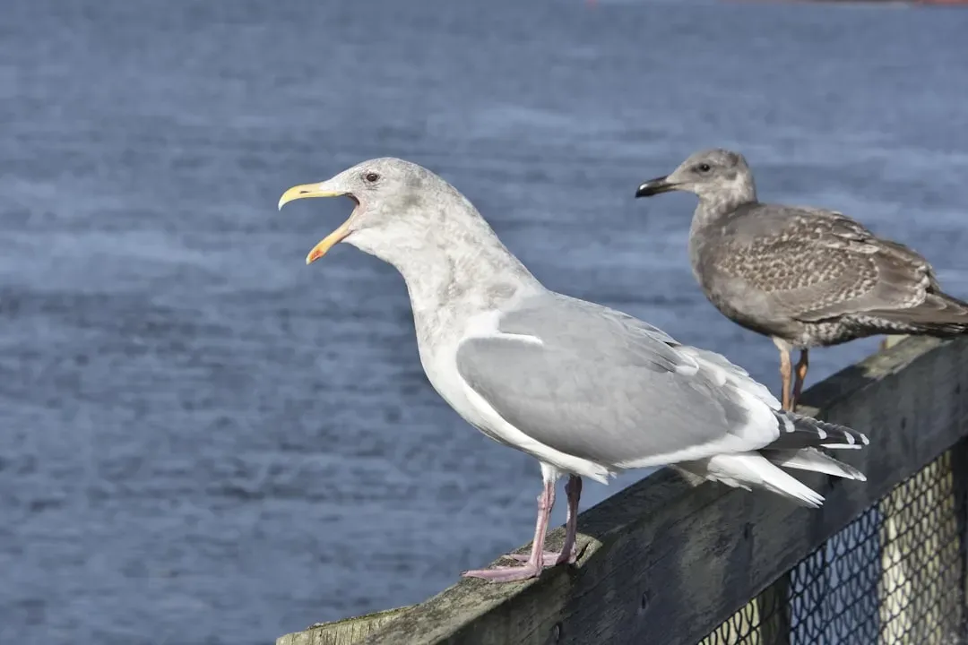 2. Whole Seabirds, Feathers and All (Image Credits: Unsplash)