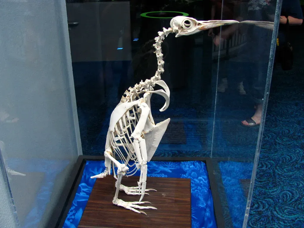 4. Penguin Bones Are Densely Packed, Which Actually Helps Them Dive (milpool79, Flickr, CC BY-SA 2.0)