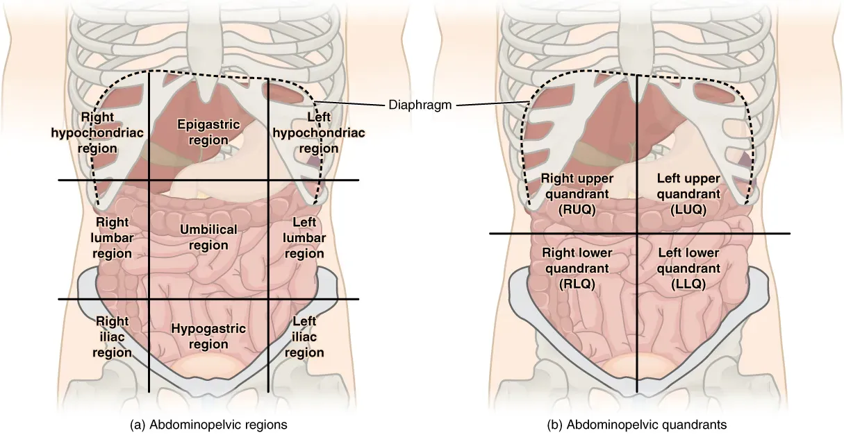 Your Mesentery Is One Continuous Organ (Image Credits: Wikimedia)