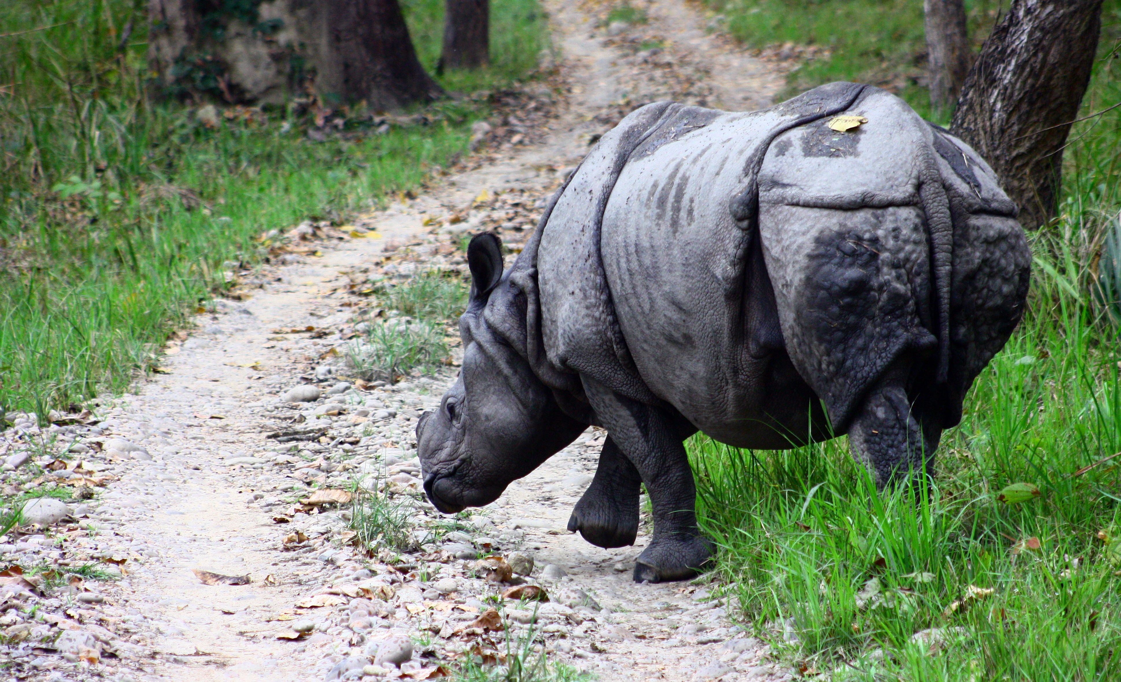 Sumatran Rhinoceros: The Smallest of Giants (Image Credits: Wikimedia)