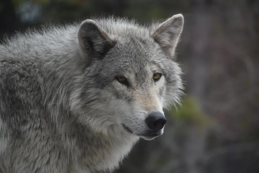 From Extinction to Asphalt: How Yellowstone’s Wolves Came Back (Image Credits: Unsplash)