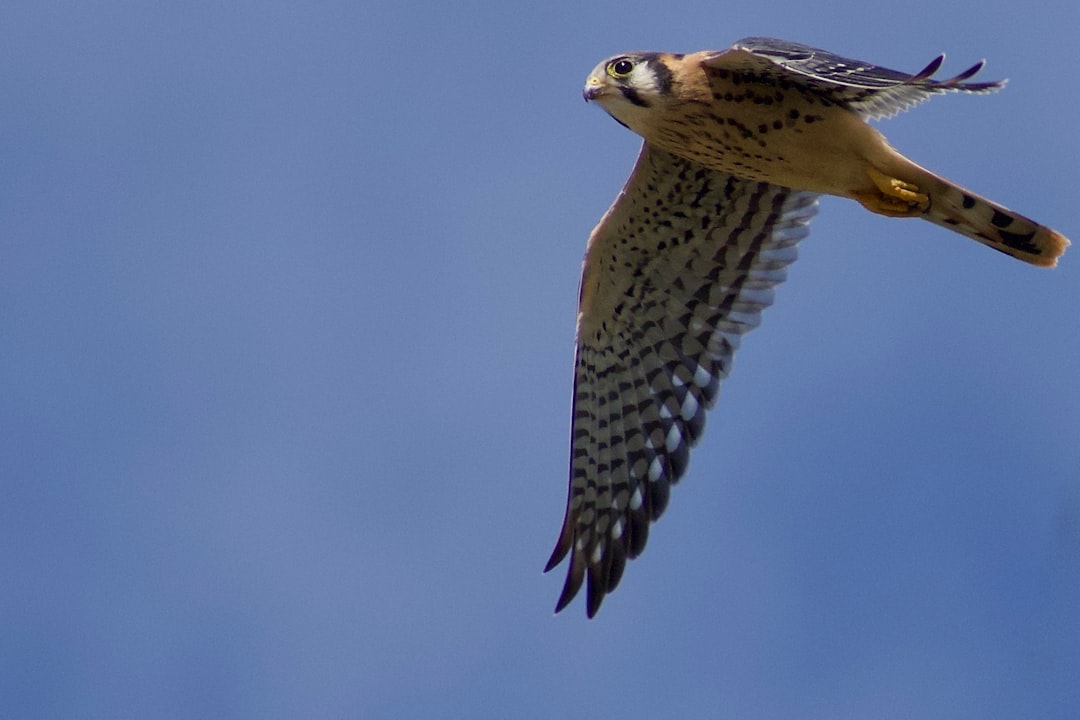 Fire  in Feathers (Image Credits: Unsplash)