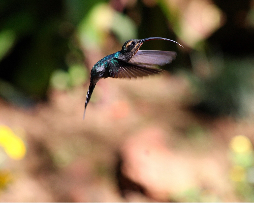 Extreme Wing Mechanics That Defy Convention (Image Credits: Rawpixel)