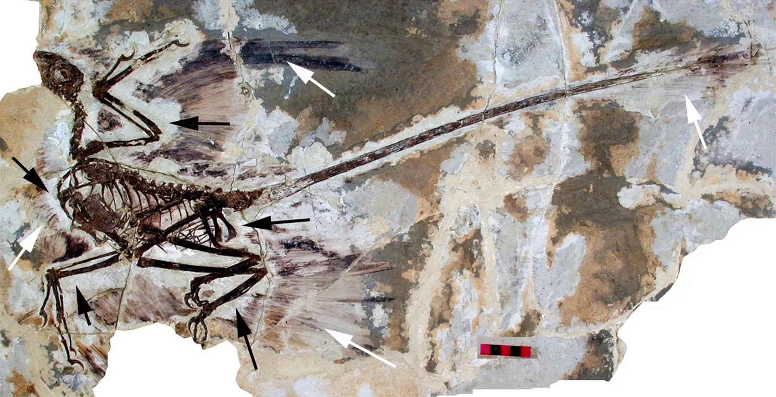 #7 - Microraptor: The Tiny Raptor Known From a Finger-Sized Jaw (Hone DWE, Tischlinger H, Xu X, Zhang F (2010) The Extent of the Preserved Feathers on the Four-Winged Dinosaur Microraptor gui under Ultraviolet Light. PLoS ONE 5(2): e9223. doi:10.1371/journal.pone.0009223, CC BY 2.5)