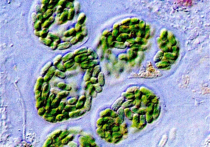 3. Cyanobacteria: Ancient Oxygen Revolutionaries (Image Credits: Wikimedia)