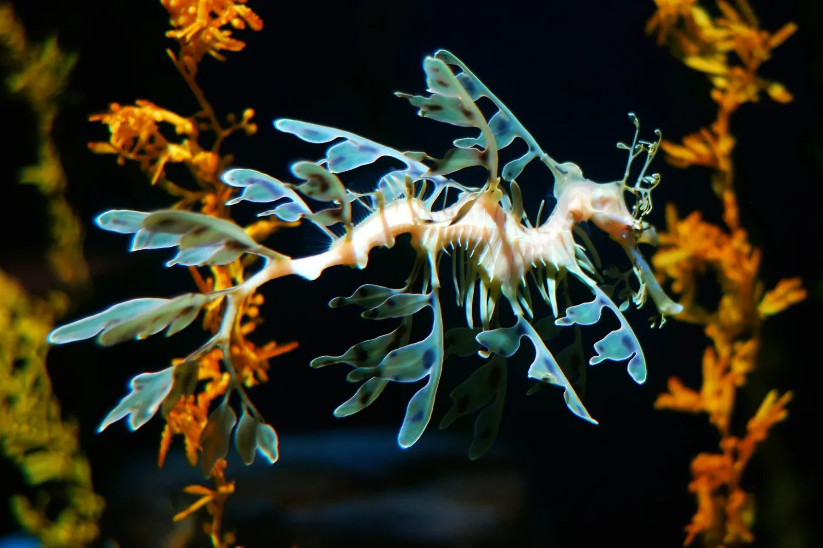 8. Their Love Lives Are Surprisingly Dedicated (Leafy Sea Dragon, CC BY-SA 2.0)