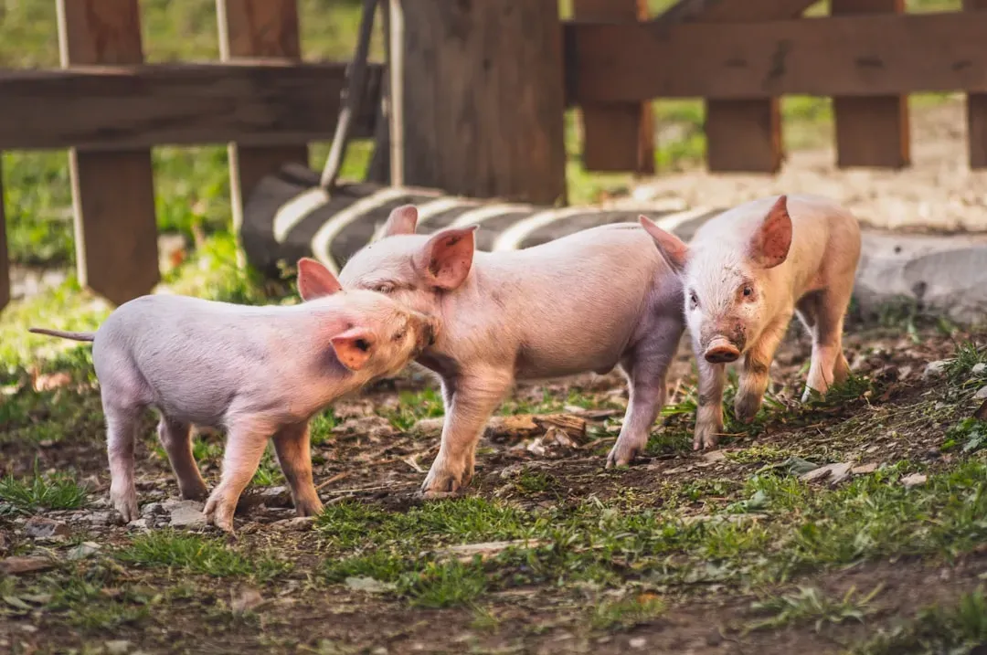 Why Scientists Started Watching Pigs Play in the First Place (Image Credits: Unsplash)