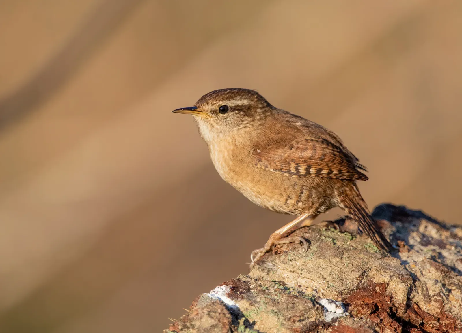 6. Virgo – Wrens and Finches: Small Details Becoming Big Shifts (By Alexis Lours, CC BY 4.0)