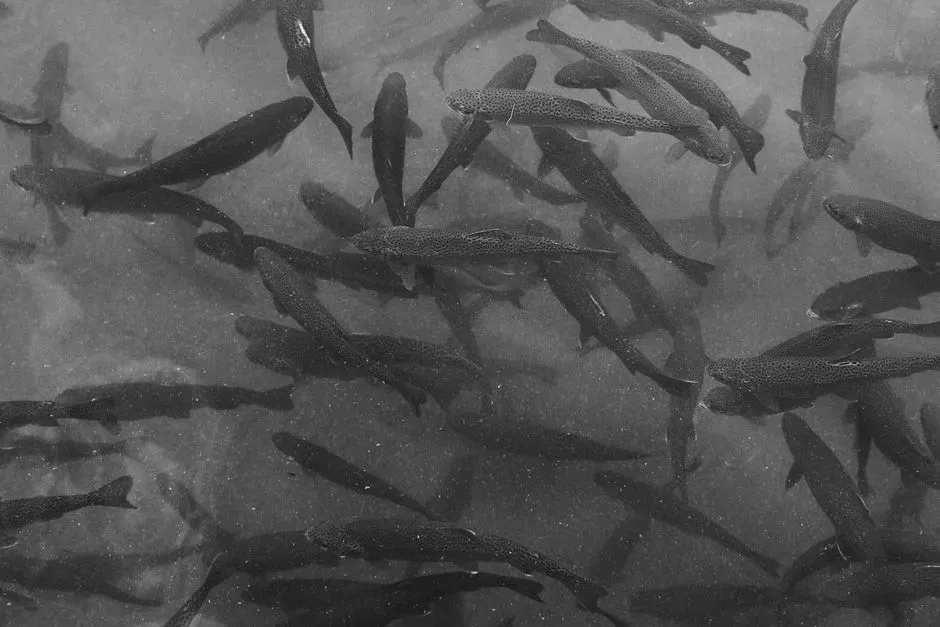 Enter the Zombie Fish: When the Abyss Stops Feeding Its Top Predator (Image Credits: Pexels)