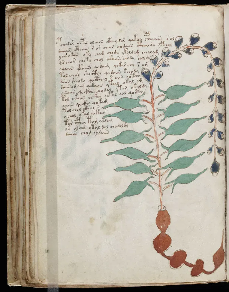 #5 The Voynich Manuscript: So Strange It Was Branded A Modern Forgery (Image Credits: Flickr)