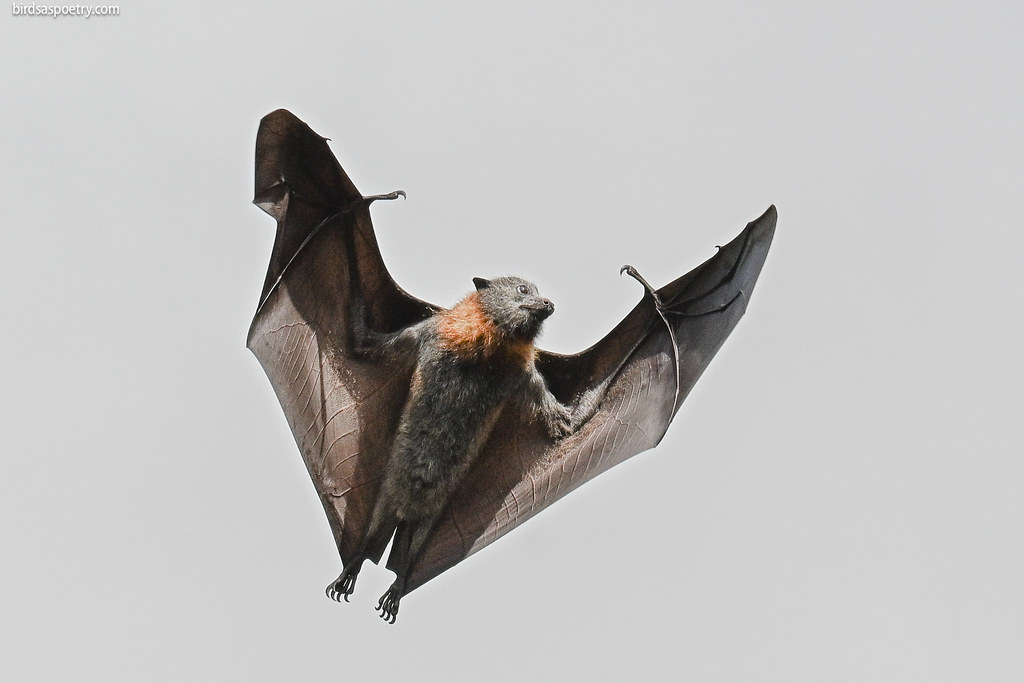 Sagittarius Moon: The Flying Fox (Image Credits: Flickr)