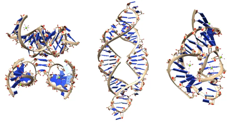 4. RNA Might Have Been the First Molecule to Behave Like Both Gene and Tool (Image Credits: Wikimedia)