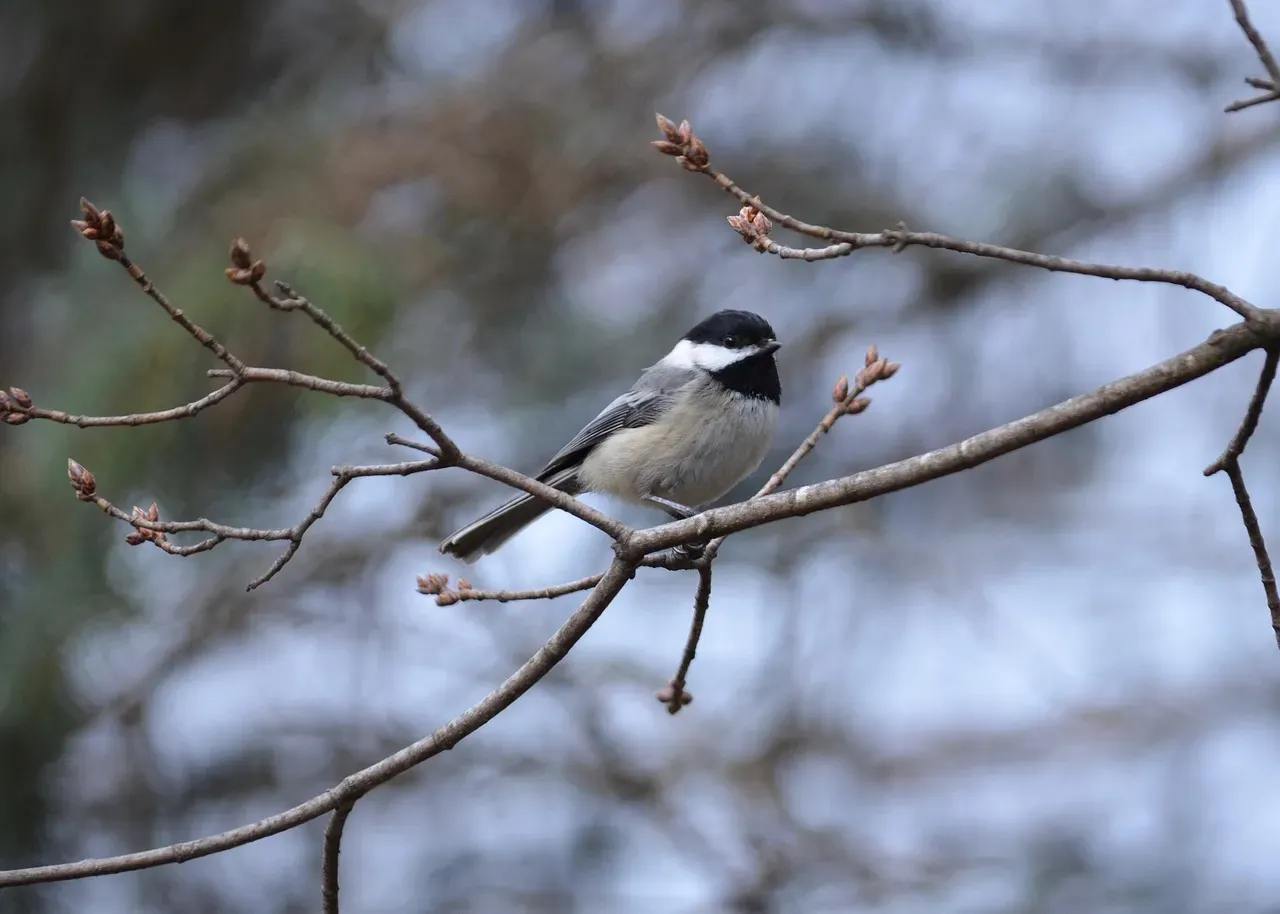 Conclusion: The Little Bird With the Big Mind in Your Trees (Image Credits: Pixabay)