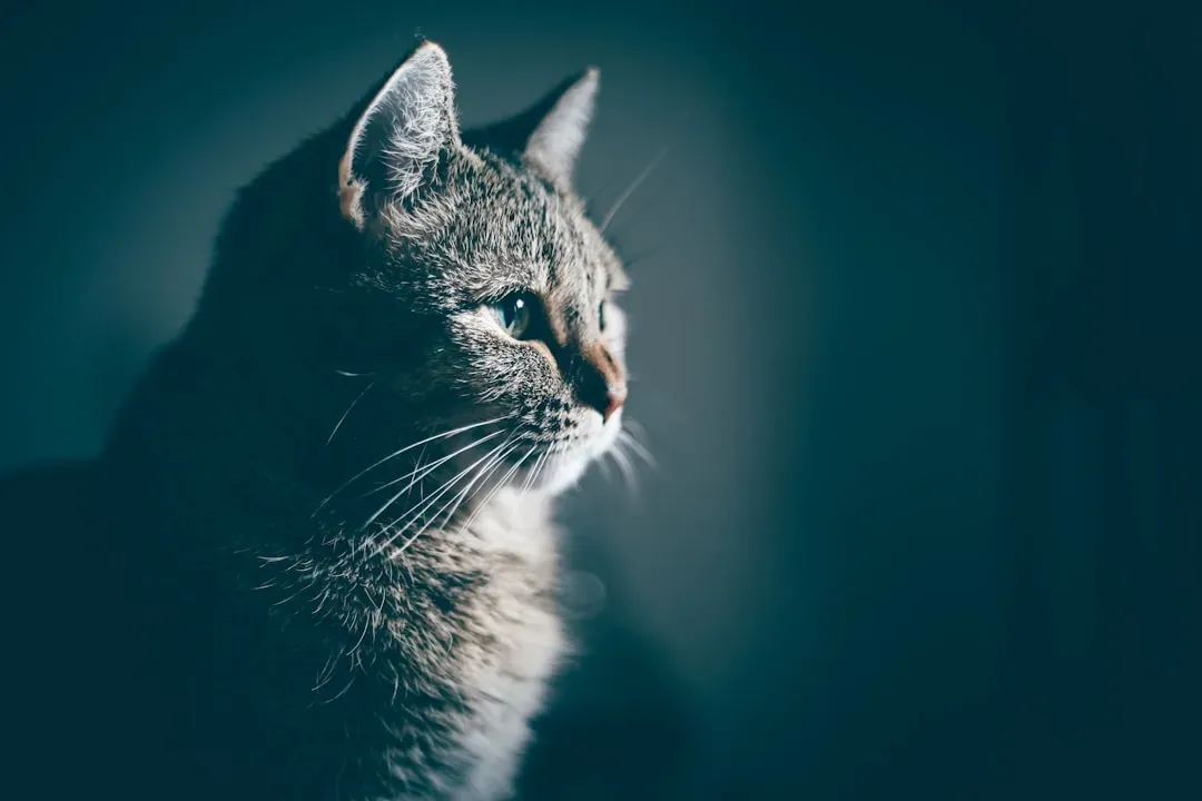 Why evolution gave cats a different visual “channel” (Image Credits: Unsplash)