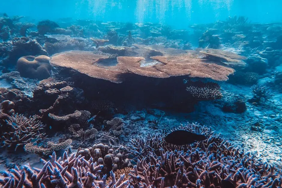 A Reef the Size of Vermont, Hidden in Plain Sight (Image Credits: Pexels)