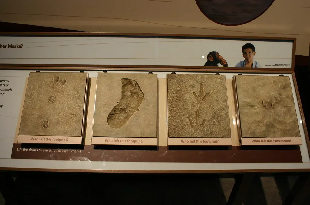 #2 - Alleged "Fossilized Human Footprints with Dinosaurs" (Ryan Somma, Flickr, CC BY-SA 2.0)