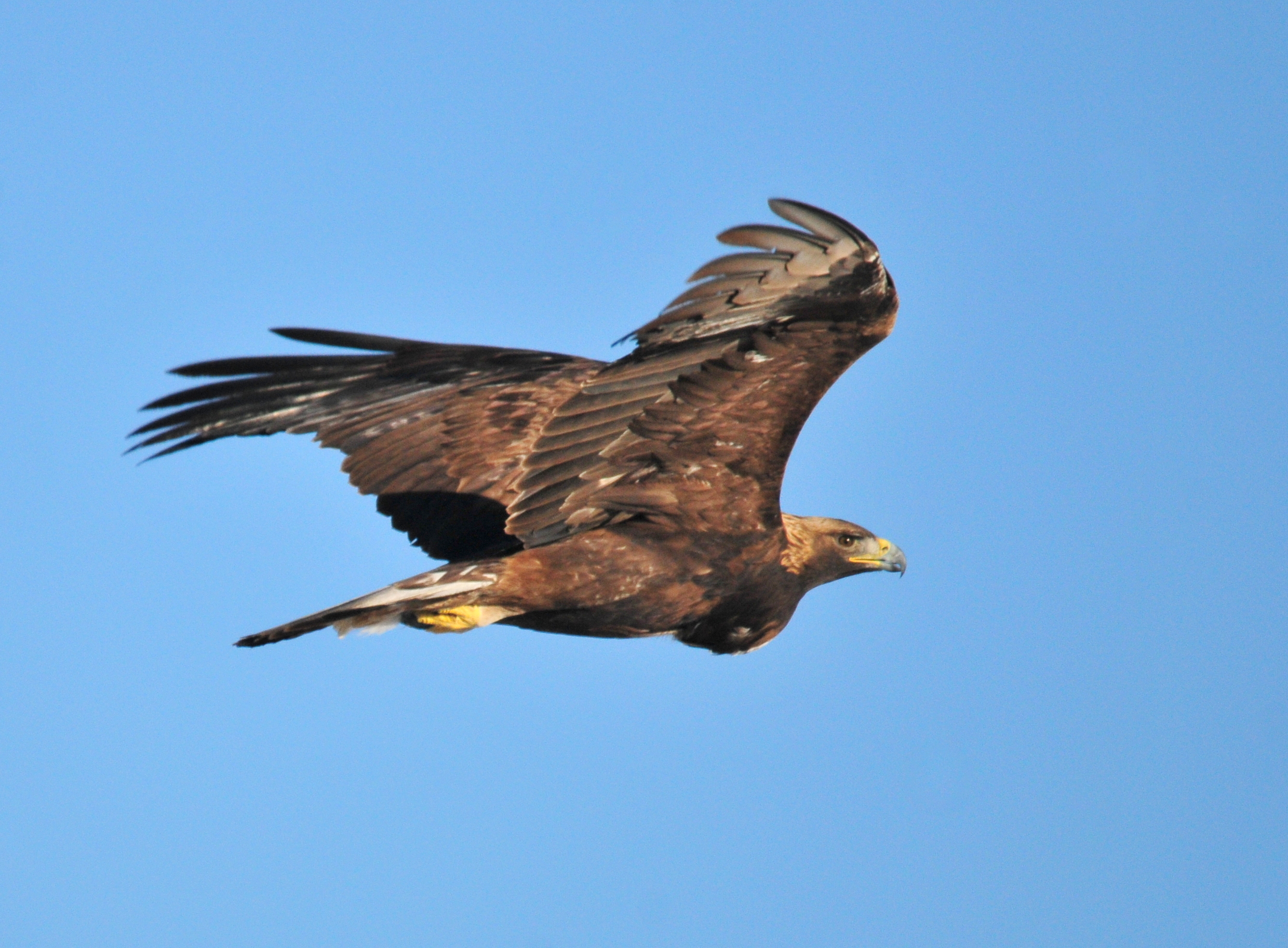 Improved Monitoring and Detection Systems (Image Credits: Golden Eagle on Seedskadee NWR, Public domain, https://commons.wikimedia.org/w/index.php?curid=46831843)