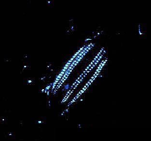 What Exactly Is Glowing (Image Credits: Wikimedia)