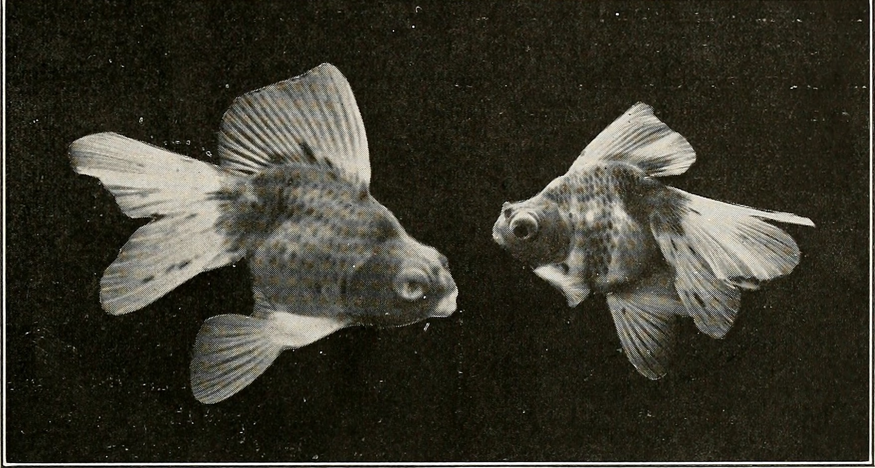 The Hidden Clues (Image Credits: Wikimedia)