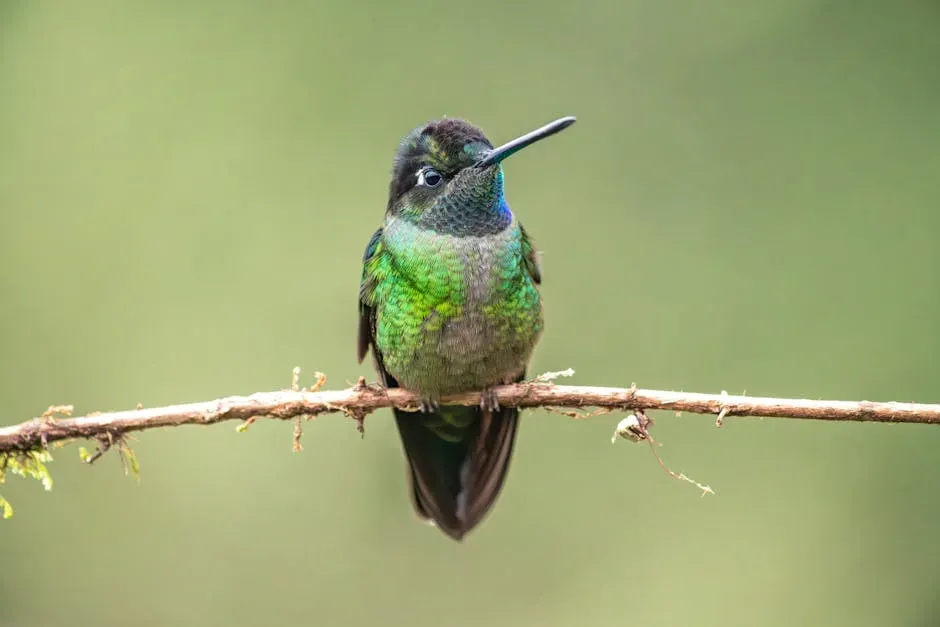 Hummingbirds and the Colors That Have No Human Name (Image Credits: Pexels)