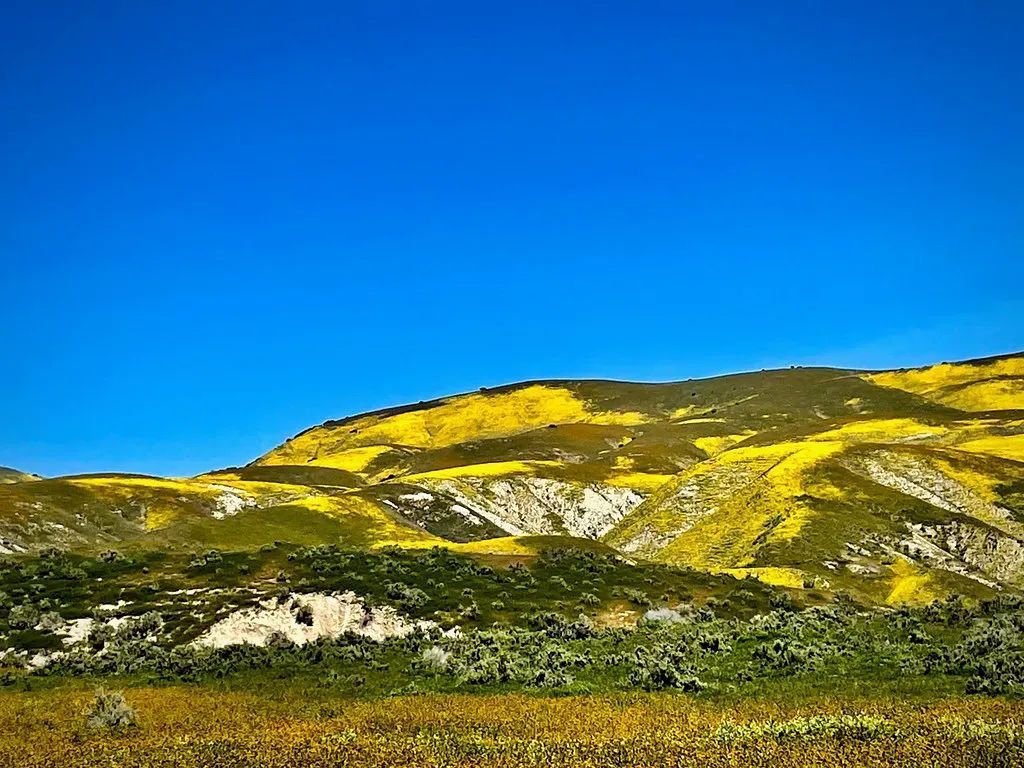 Ephemeral Desert Superblooms After Unusual Rains (Image Credits: Flickr)