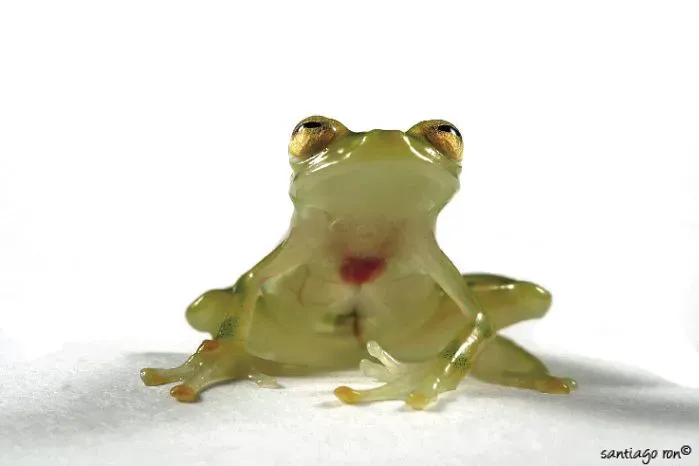 8. The Glass Frog - You Can See Right Through It (Image Credits: Flickr)