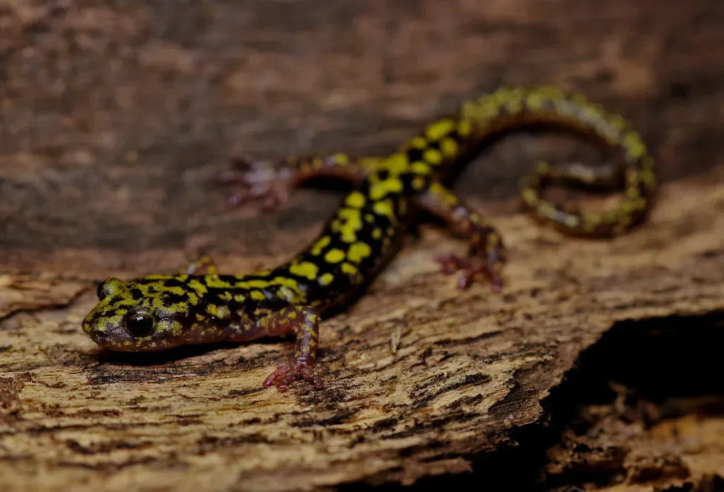 Hickory Nut Gorge Green Salamander (Image Credits: Wikimedia)