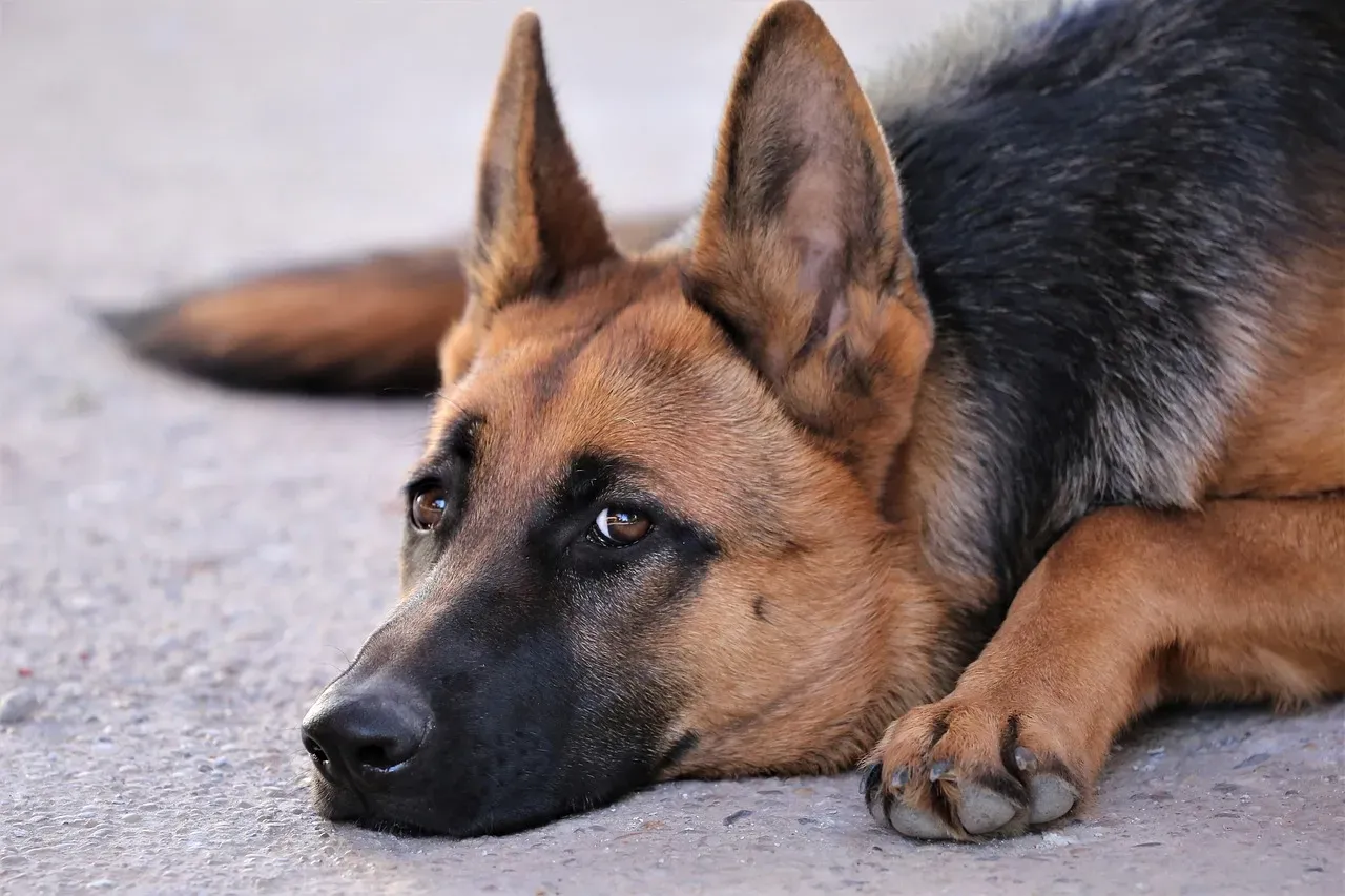 10. Guarding You in Subtle Ways, Even When They Seem Weak (Image Credits: Pixabay)