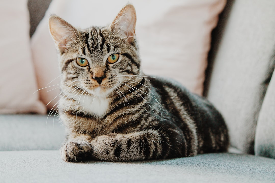 The Cat - ISTP (The Virtuoso) (Image Credits: Unsplash)