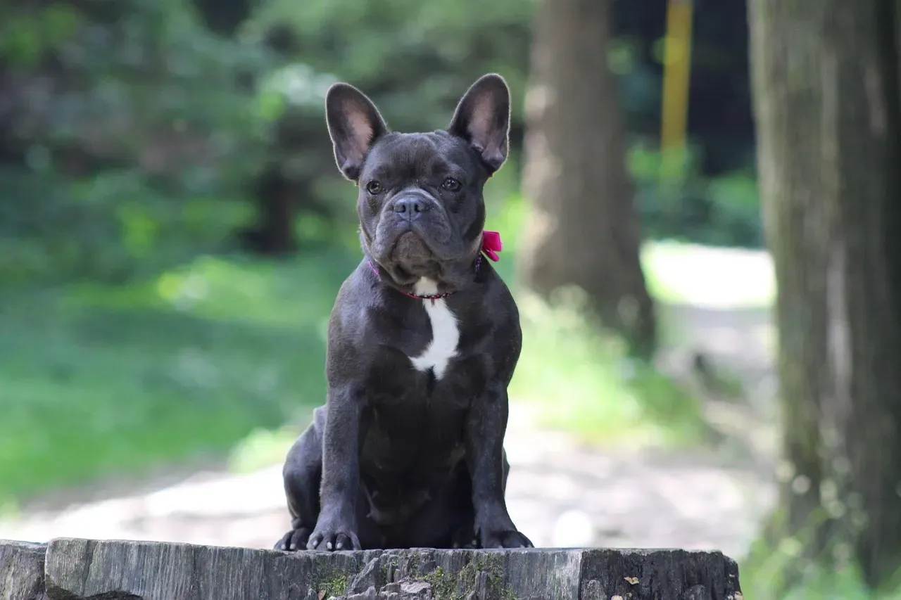 8. French Bulldog: Low Exercise, Predictable Day-to-Day Costs (Image Credits: Pixabay)