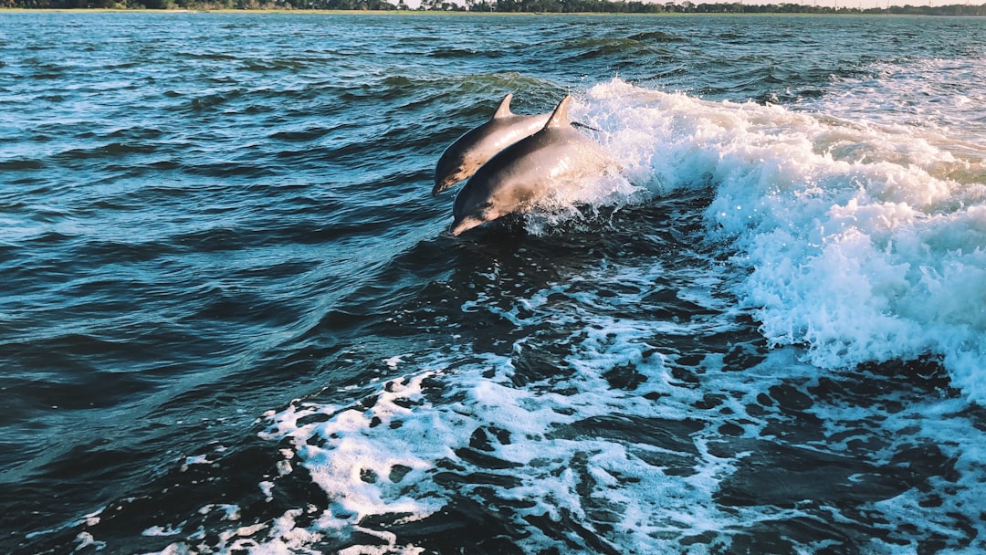 Sarasota Bay, Florida: The World's Dolphin Language Laboratory (Image Credits: Unsplash)