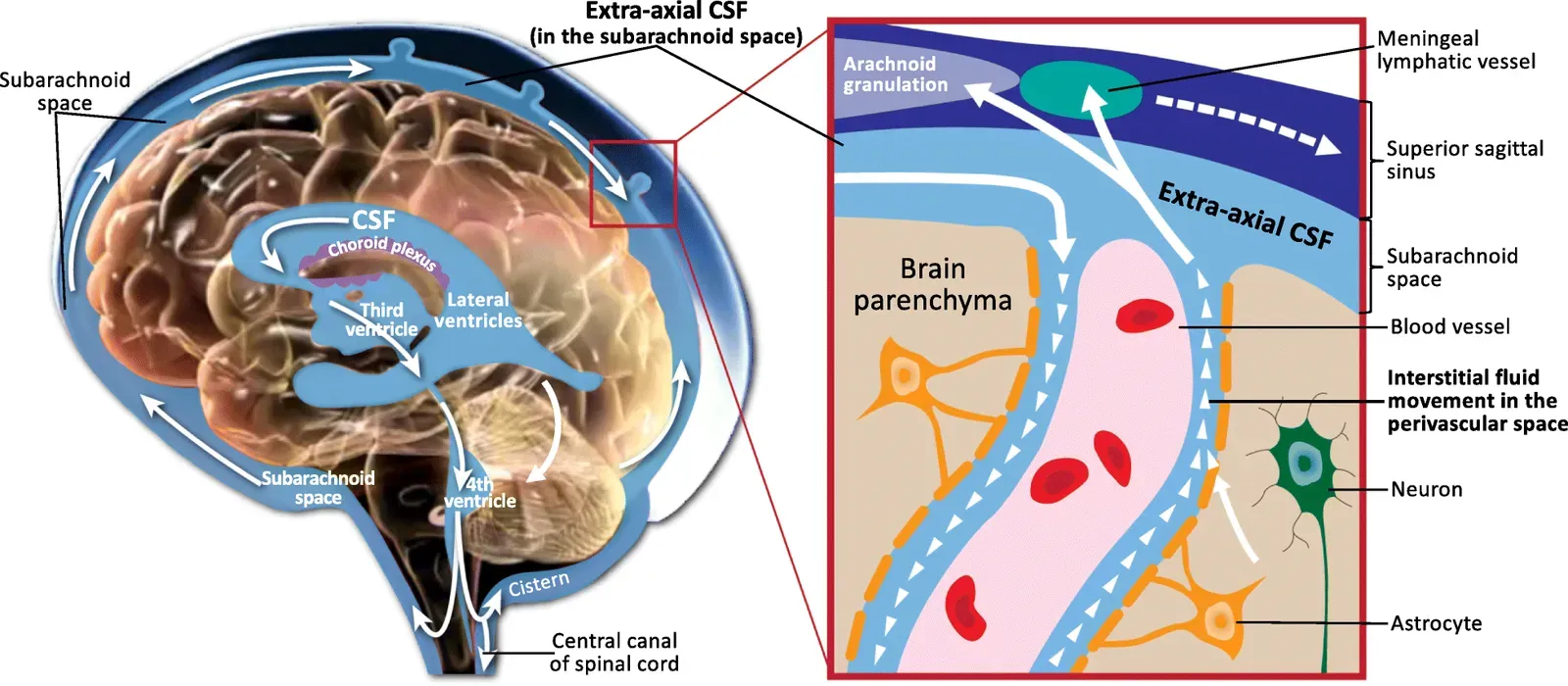 The Glymphatic System: Your Brain's Nocturnal Cleaning Crew (Shen MD. Cerebrospinal fluid and the early brain development of autism. J Neurodev Disord. 2018;10(1):39. Published 2018 Dec 13. https://dx.doi.org/10.1186%2Fs11689-018-9256-7, CC BY 4.0)