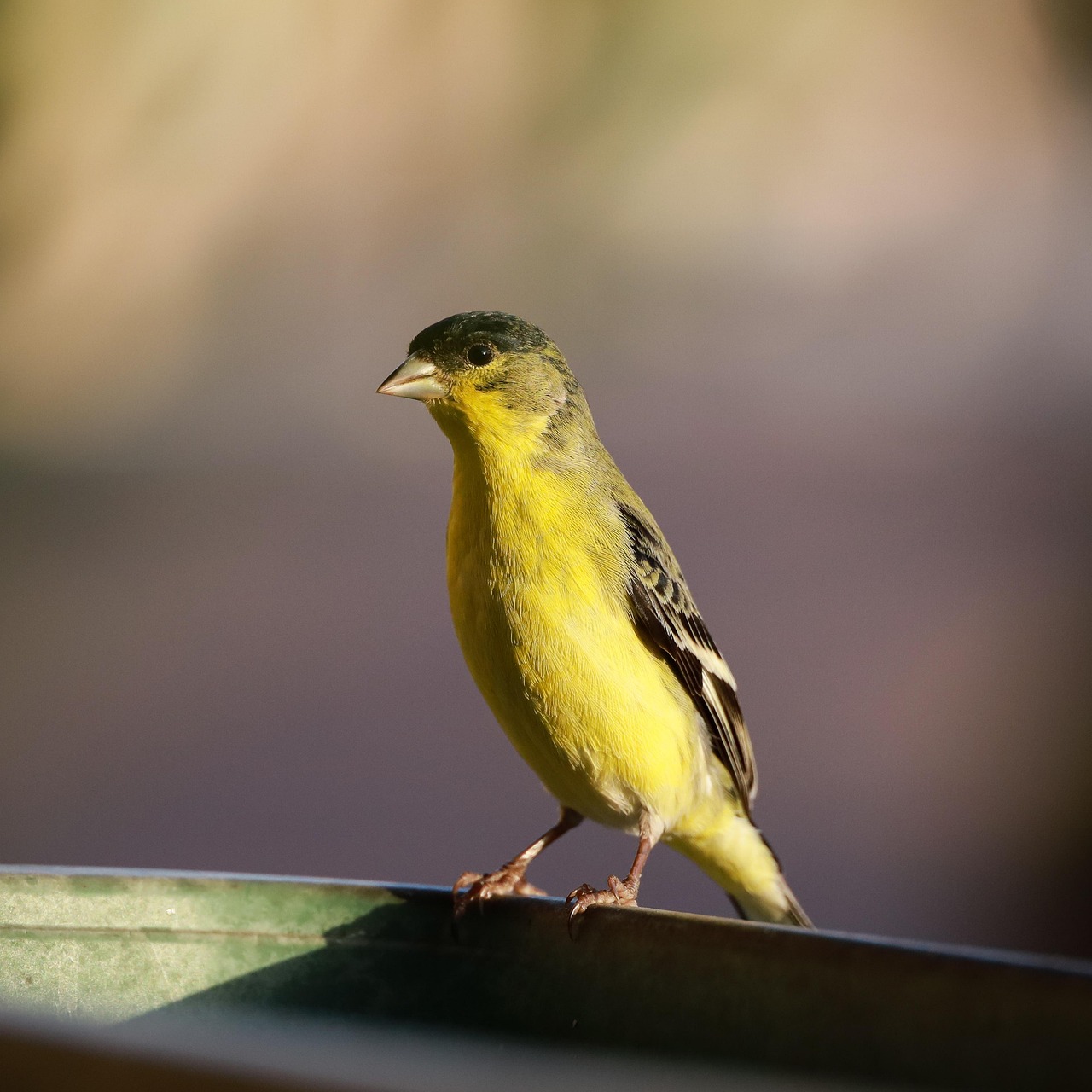 Lesser Goldfinch - Western Expansion Eastward and Northward (Image Credits: Pixabay)