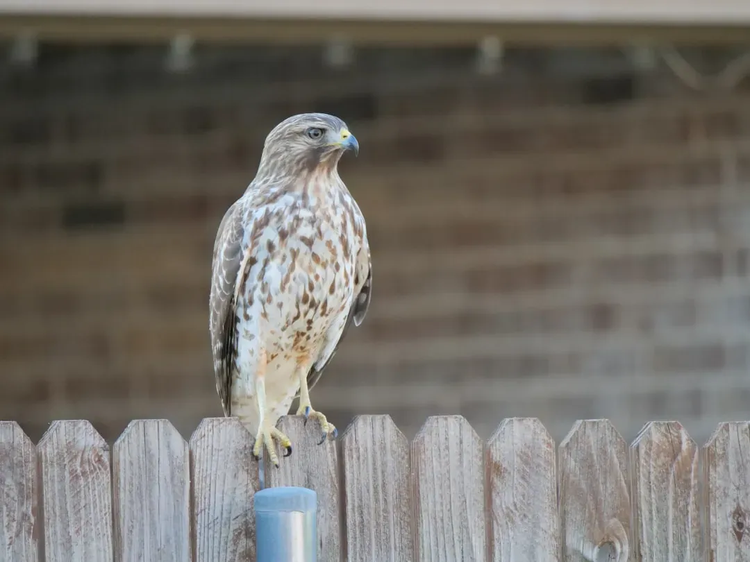 Hawks and Other Raptors: High-Perched Observers of Your Yard Life (Image Credits: Unsplash)