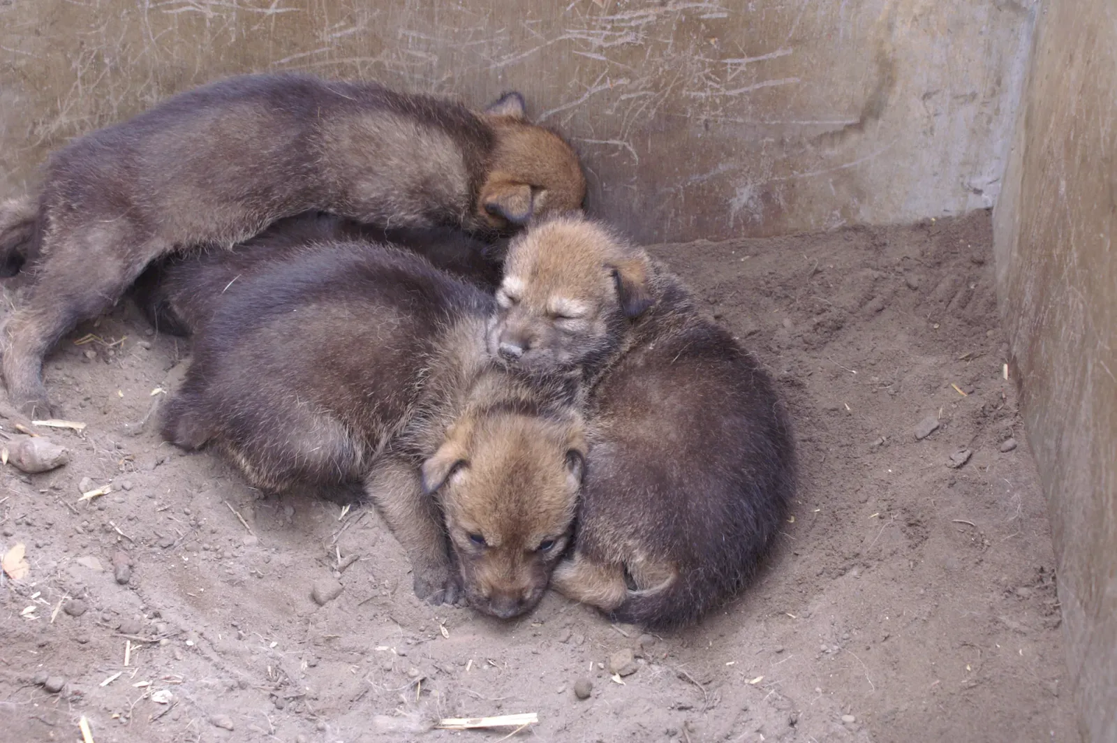 6. Fewer Than Half Of Red Wolf Pups Survive To Adulthood (Image Credits: Wikimedia)