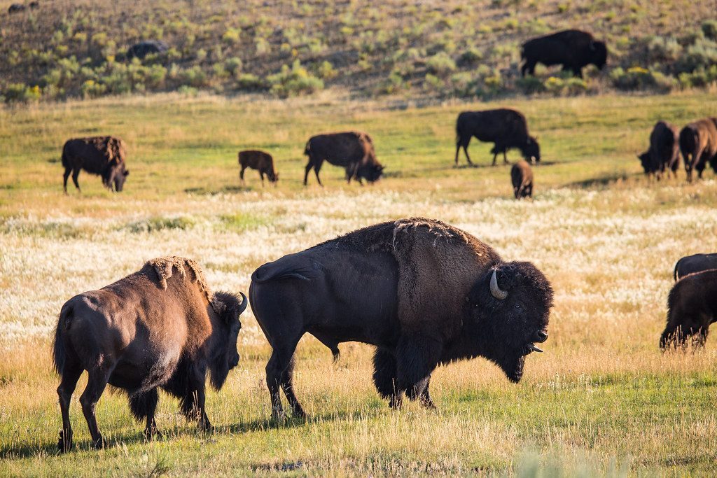 What Ecological Role Do Buffalo Play In North American Landscapes? (Image Credits: Flickr)