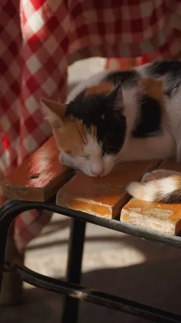 The Silent Shadow: Why Proximity Is A Big Deal For Cats (Image Credits: Pexels)