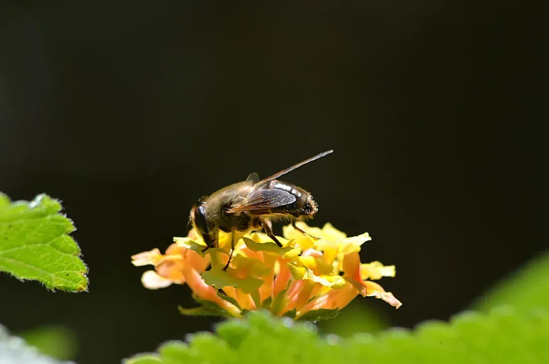 4. Bees Doing Symbolic “Dance Maps” (Image Credits: Unsplash)