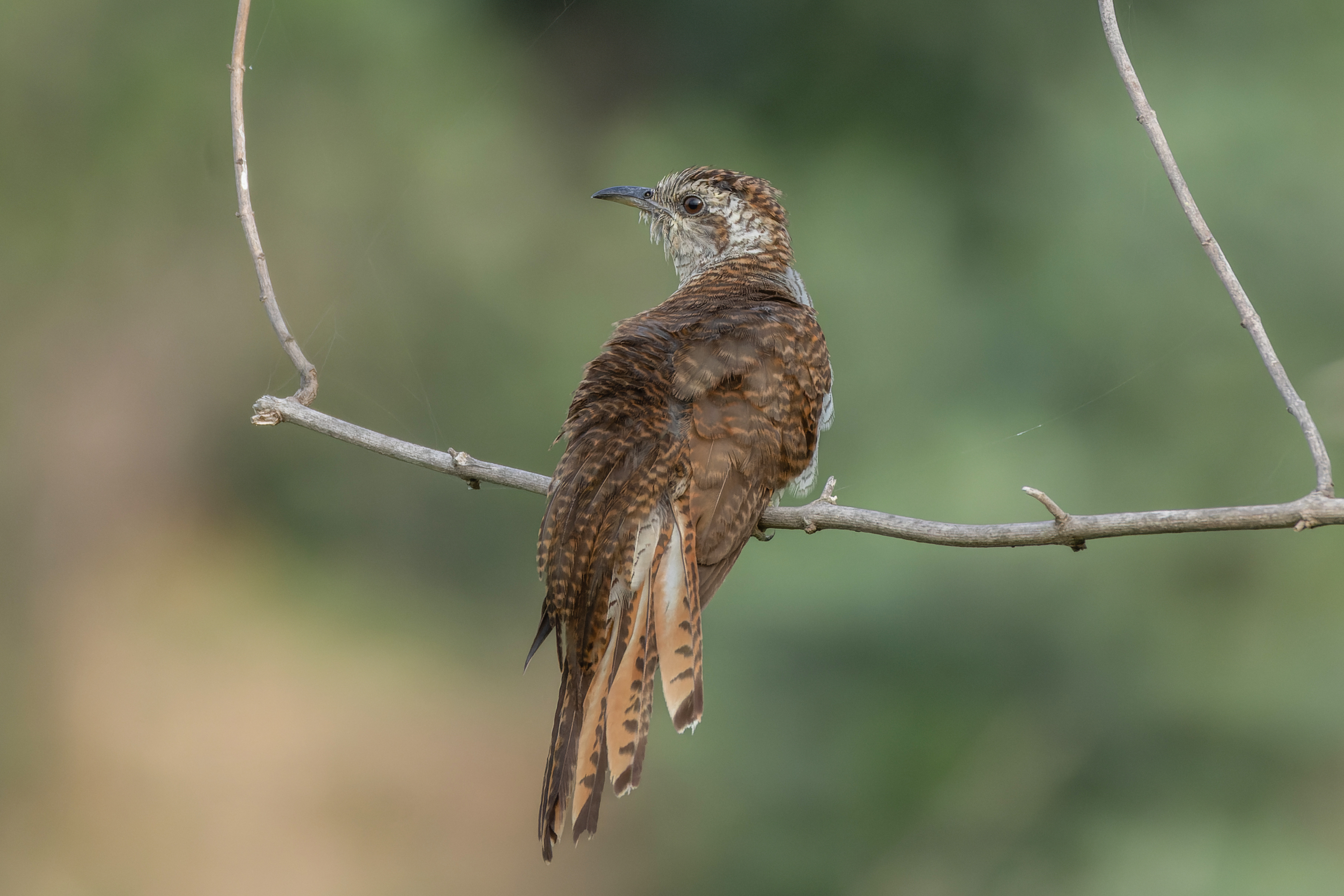Aquarius: The Mysterious Cuckoo of Air (Image Credits: Wikimedia)