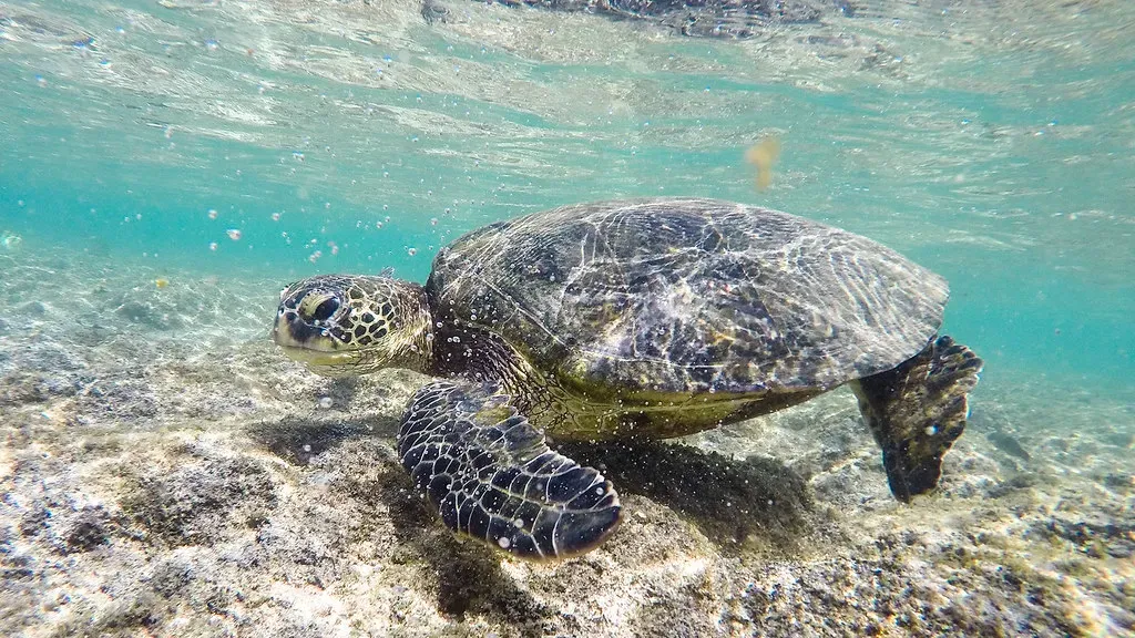 Sea Turtles: Protecting Beaches, Bycatch, and a Life Spent at Sea (Image Credits: Flickr)