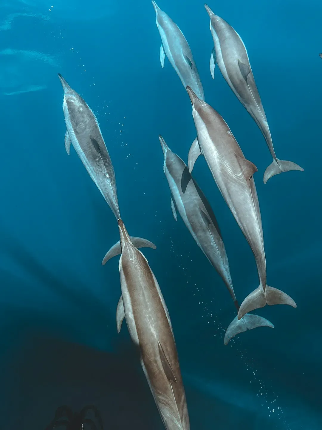 Dolphins and the X-Ray Power of Echolocation (Image Credits: Unsplash)
