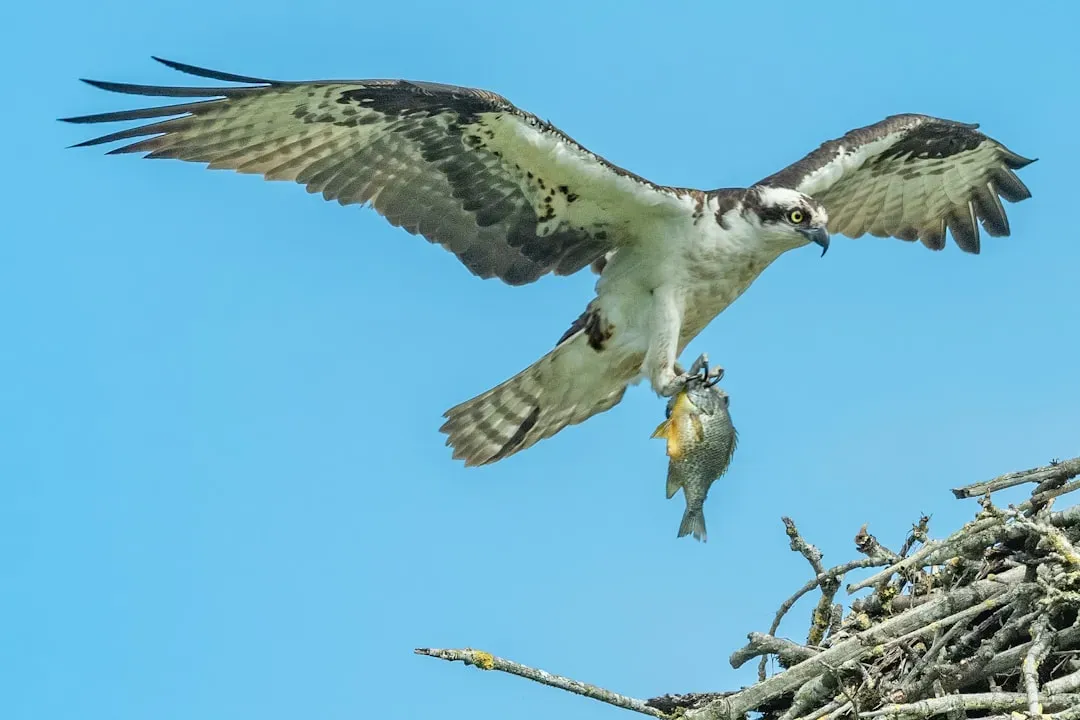 Cancer – The Osprey (Image Credits: Unsplash)