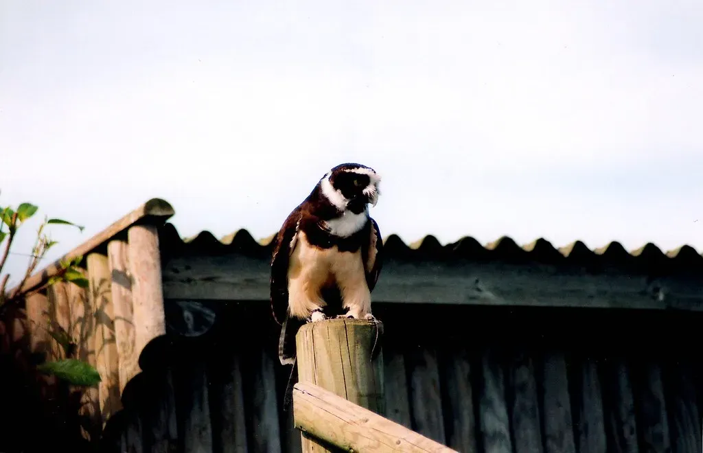Birds Run on a Constant Risk-Assessment System (Martin Pettitt, Flickr, CC BY 2.0)
