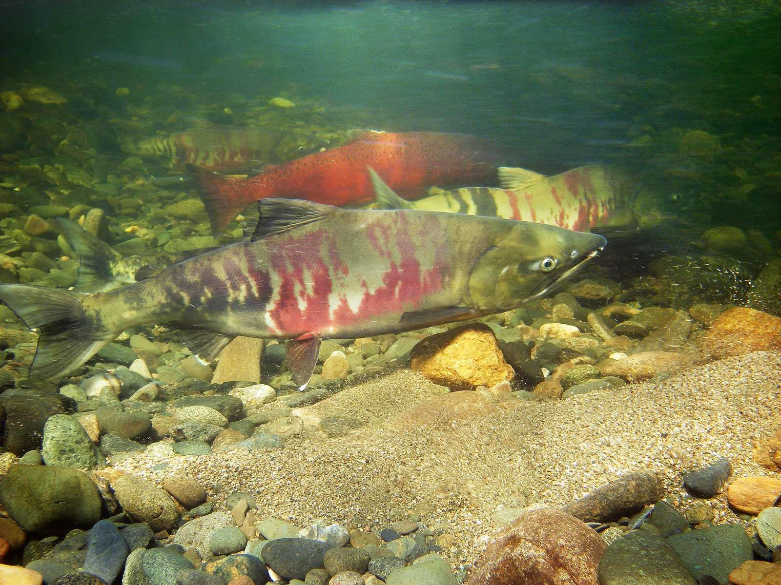 Chinook Salmon: Rivers Come Alive (Image Credits: Wikimedia)