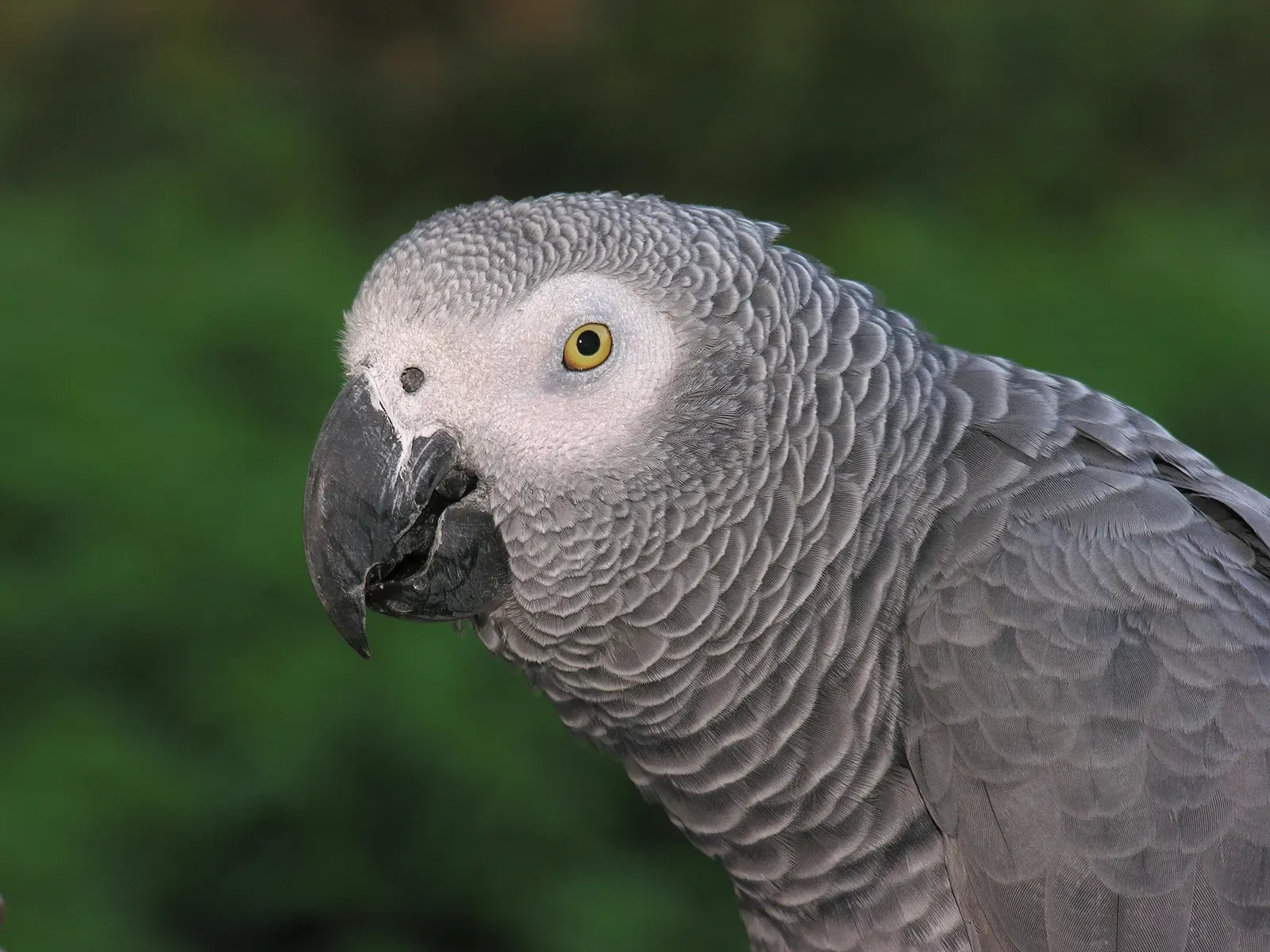 Parrots That Use Words With Startling Precision (Image Credits: Wikimedia)