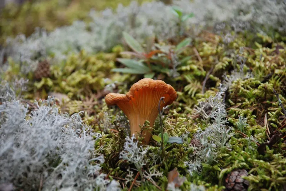 The Wood Wide Web: Nature's Underground Internet (Image Credits: Pexels)