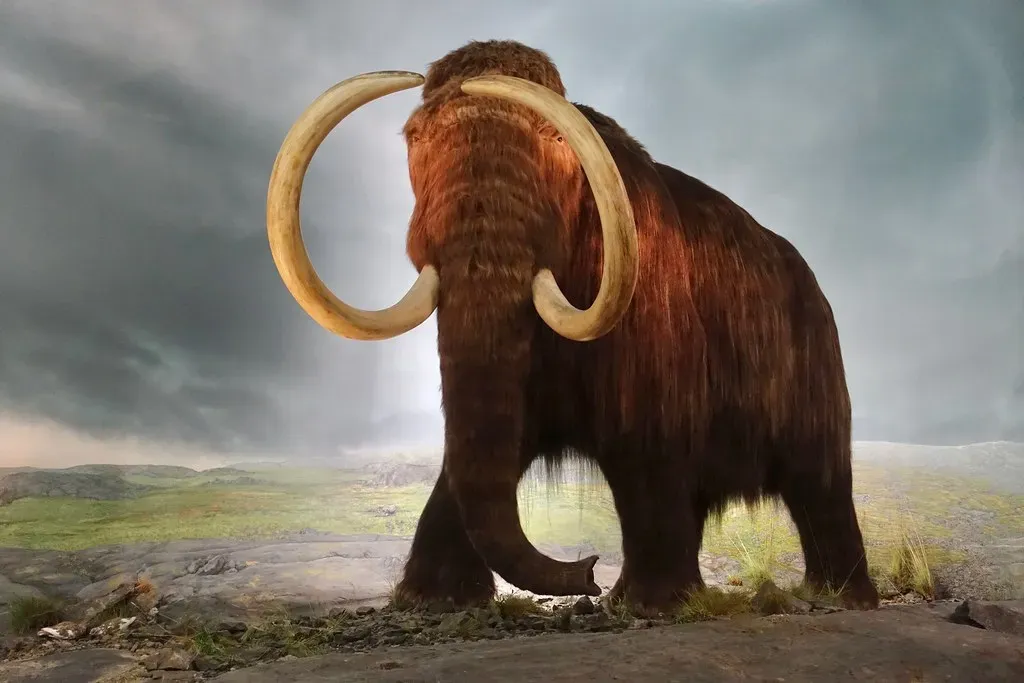 The Last Holdouts: Island Mammoths and the Final Chapters (Image Credits: Flickr)