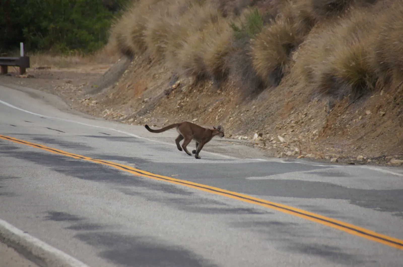 3. Boosting Genetic Diversity and Long-Term Survival (P-23 Crossing Road, Public domain)