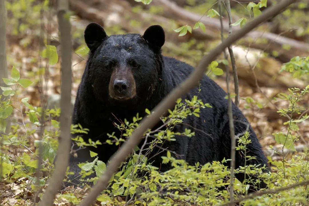 Black Bear (Image Credits: Unsplash)