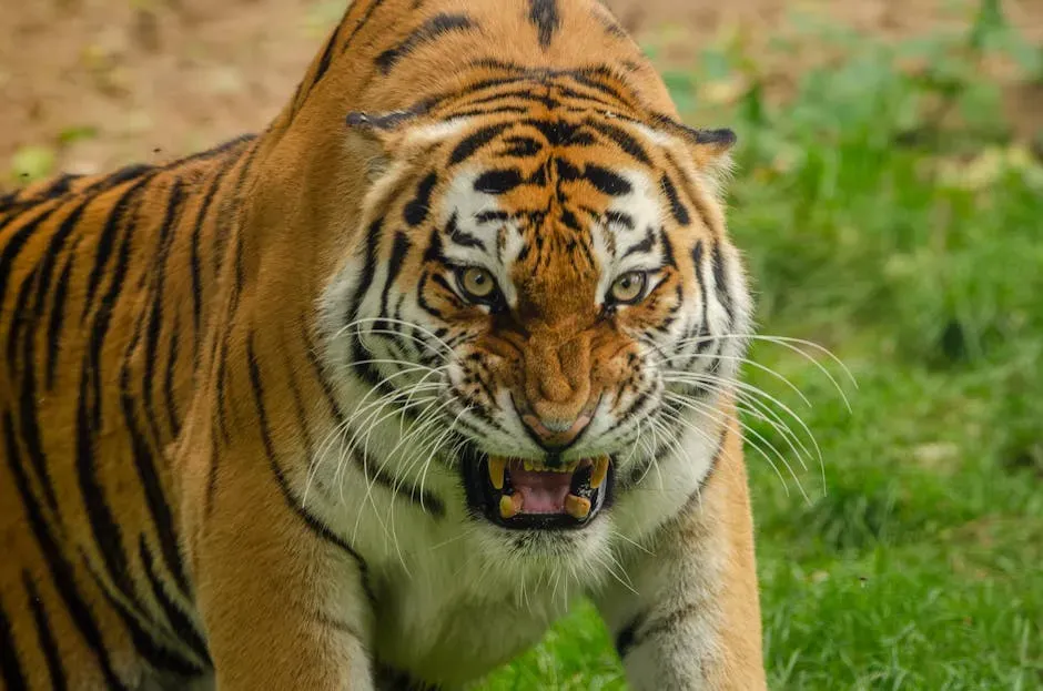 7. Hissing, growling, and snarling: warnings before commitment (Image Credits: Pexels)